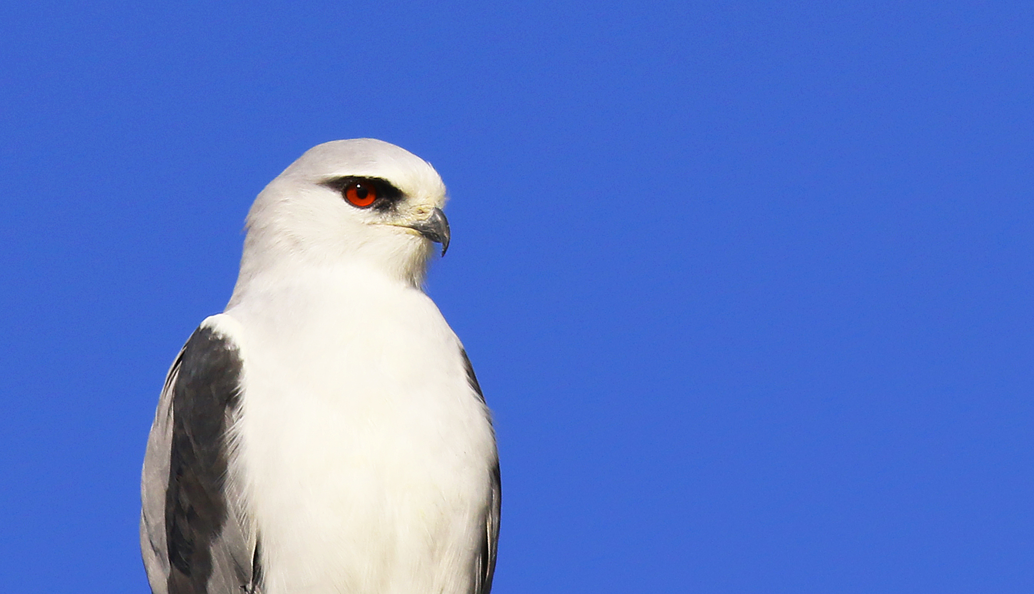 Black-winged Kite